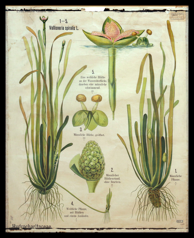 Tafel 34 Hydrocharitaceae